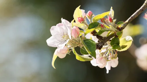Apfelblüten