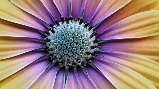Osteospermum (Kapkörbchen)