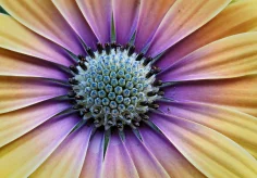 Osteospermum (Kapkörbchen)
