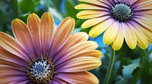 Zwei Osteospermum