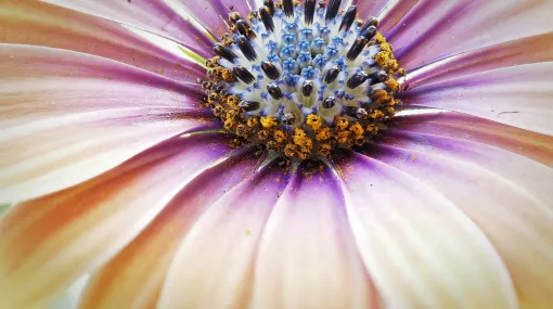 Kapkörbchen (Osteospermum)