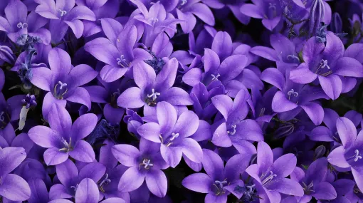 Campanula portenschlagiana oder  Dalmatiner Glockenblume