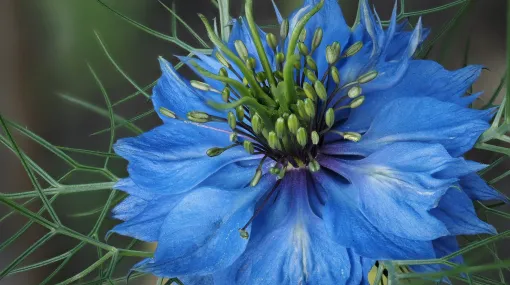 Nigella damascena (Jungfer im Grünen)
