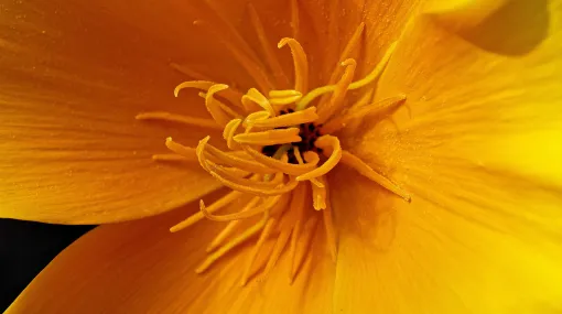 Kalifornischer Mohn