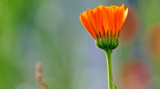 Ringelblume