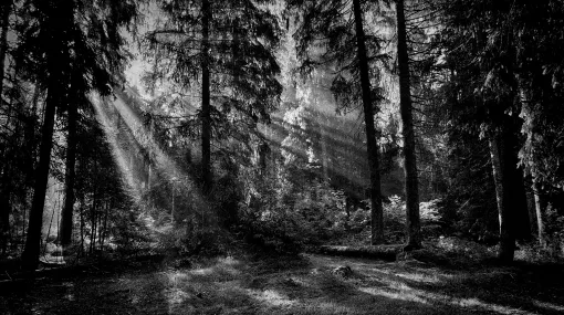 Morgenlicht