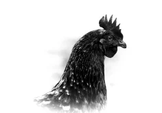 Porträt eines Huhns