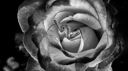 Rose in Schwarz-Weiss