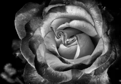 Rose in Schwarz-Weiss