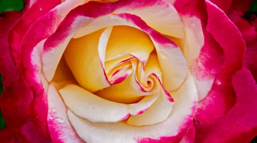 Rot-weisse Rose