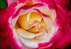 Rot-weisse Rose