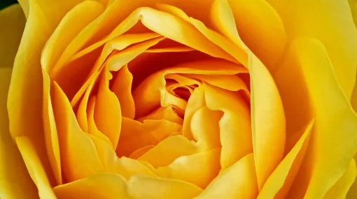 Gelbe Rose