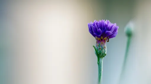 Centaurea cyanus (Kornblume)