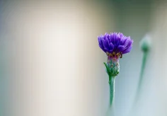 Centaurea cyanus (Kornblume)