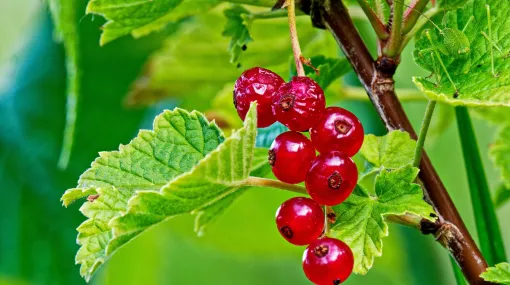 Johannisbeeren und gut getarnte punktierte Zartschrecke
