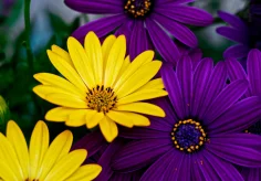Bornholmmargeriten (Ostespermum eklonis)
