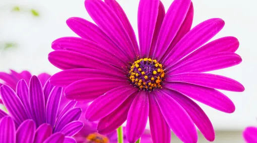 Bornholmmargeriten violet