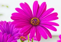 Bornholmmargeriten violet
