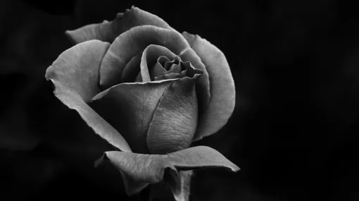 Rose schwarz-weiss