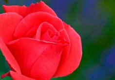 Rote Rose