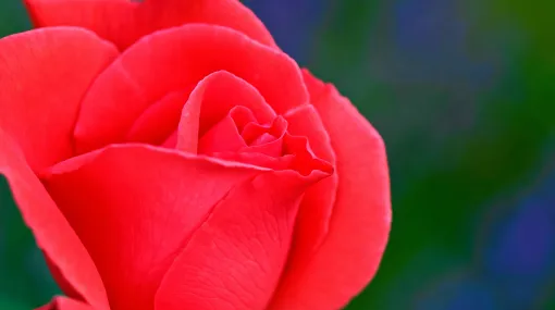 Rote Rose