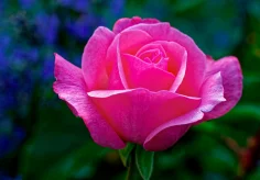 Rosa Rose