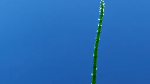Pflanzenstengel im Wasser