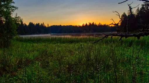 Früh am Morgen am Etang de la Gruère III