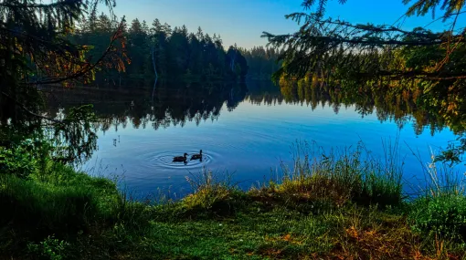 Morgenstimmung am Etang