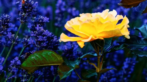 Rose im Lavendelbeet