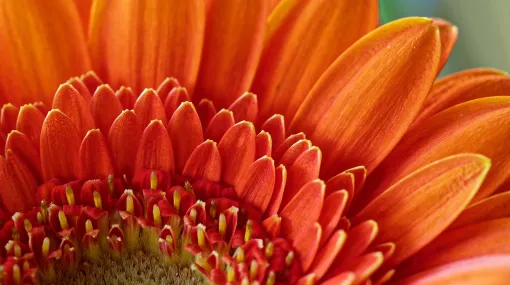 Gerbera orange