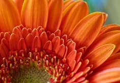 Gerbera orange
