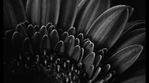 Gerbera Blütenblätter