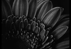 Gerbera Blütenblätter