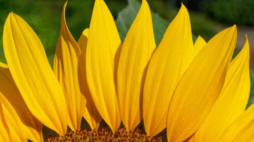 Sonnenblume