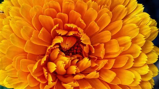 Ringelblume