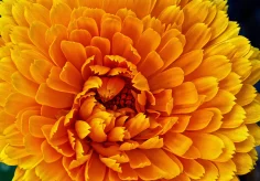 Ringelblume