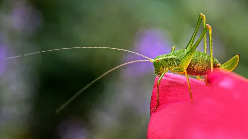 Gepunktete Zartschrecke auf Rose