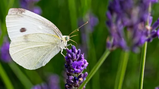 Kohlweissling an Lavendel