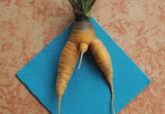 Aus unserem Garten (Rüeblimann)