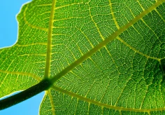 Feigenblatt