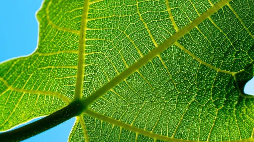 Feigenblatt