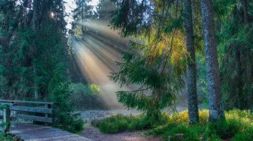 Morgensonne II
