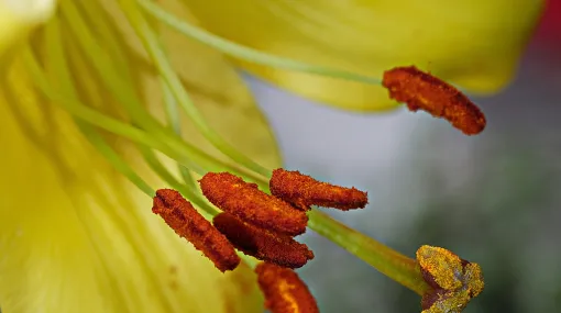 Lilienstempel