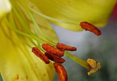 Lilienstempel