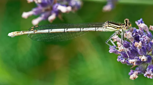 Libelle