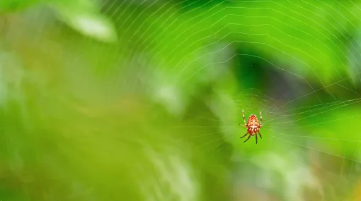 Spinne im Netz