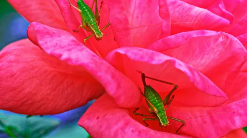 Zwei gepunktete Zartschrecken auf Rose