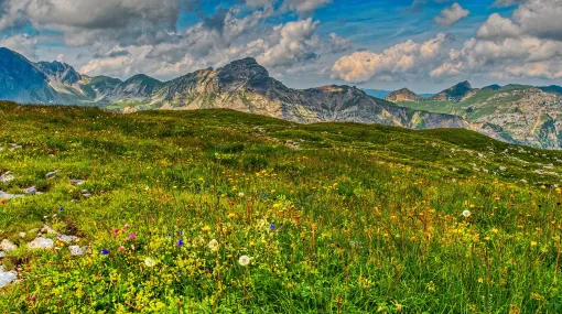 Alpweide ob Melchsee-Frutt (Richtung Norden)