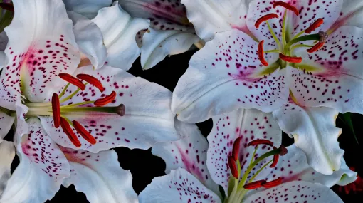 Lilien